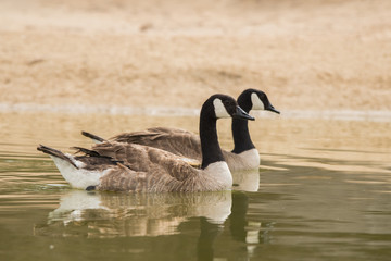Canada goose / Branta canadensis. Al Qudra Lake. UAE