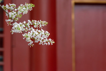 Pear flower blossoming in front of blurred Asian traditional building exterior