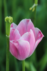 pink tulips in the garden