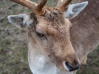 Close-Up Portrait of a Fallow Dear