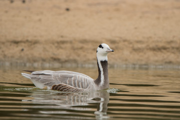 Bar-headed goose / Anser indicus. Al Qudra Lake. UAE