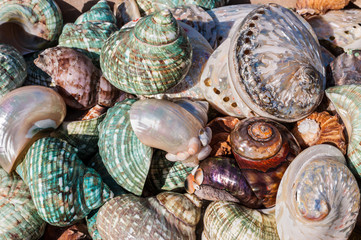 Seashell background, lots of different seashells piled together
