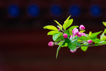 Beautiful little apple tree flower closeup with blurred red background
