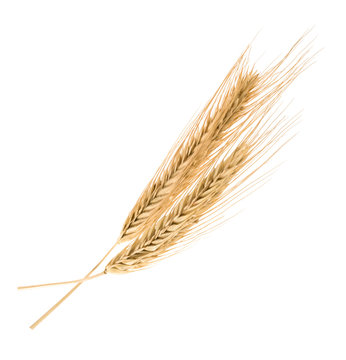 Rye Isolated On A White Without Shadow