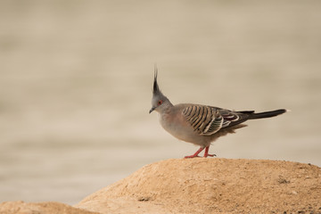 Crested pigeon / Ocyphaps lophotes. Al Qudra Lake. UAE
