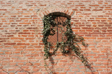wand backstein pflanze 