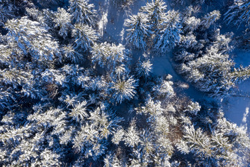 Luftaufnahme von schneebedecktem Wald und Baumwipfeln im Sonnenlicht, Mittenwald, Bayern, Deutschland