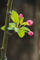 Macro shot of buds of flowers on a branch in the spring