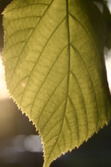 Blatt bei Sonnenuntergang