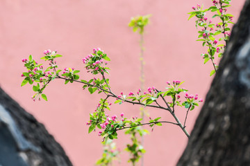 Red buds of flowers on branch with red background