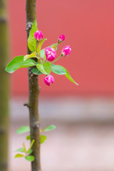 Red buds of flowers on a branch in the spring