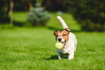 Happy dog runs and plays with tennis ball at backyard lawn