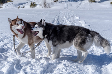 Dogs friendship play. Siberian husky dogs play on snow. Winter walk with pets.