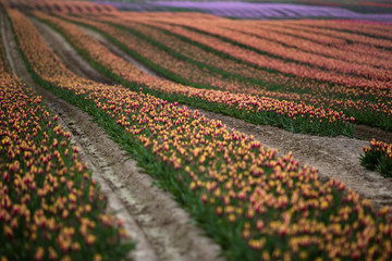 Tulpen Feld violett gelb