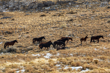Herd of Wild Horses in Utah in Winter