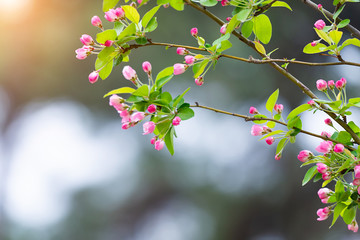 Beautiful little apple tree flower in the spring with blurred green background and sunbeam
