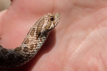 Close up Western Hognose  Snake