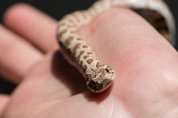 Close up Western Hognose  Snake on hand.