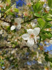 Naklejka premium blooming apple tree