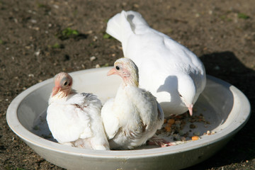 Taubenmama mit ihren zwei Taubenküken