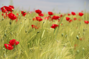 field of poppies