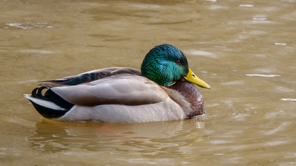 duck in water