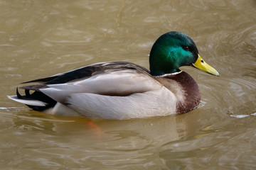 duck in water