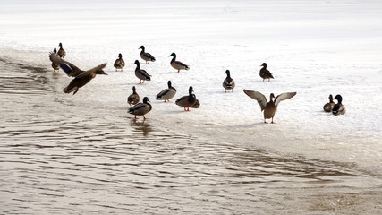 ducks on the pond in winter in the city