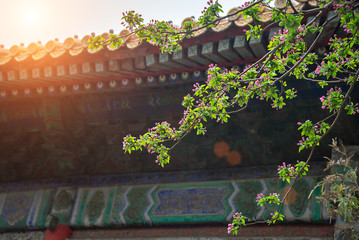 apple tree flower closeup with sunbeam on branches in the spring