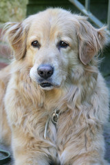 Golden Retriever liegt drau&szlig;en auf Pflastersteinen