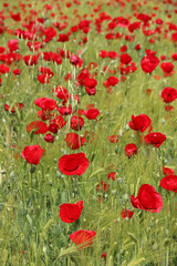 field of poppies