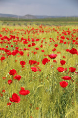 field of poppies