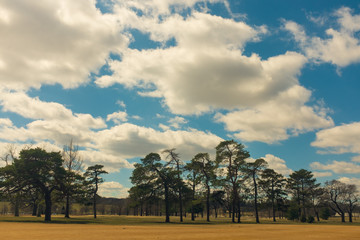 Fototapeta premium landscape with trees and blue sky