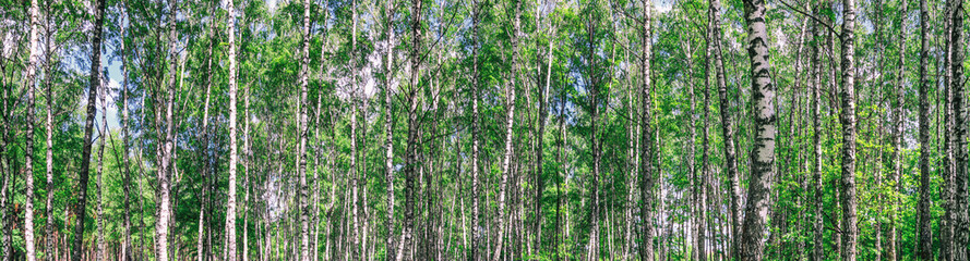 Birch grove on a sunny spring summer day, landscape banner, huge panorama