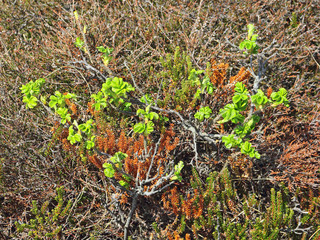 Young twigs of Ramanas rose and Black Crowberries