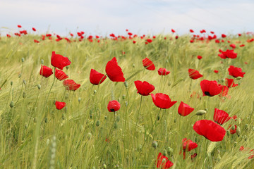 field of poppies