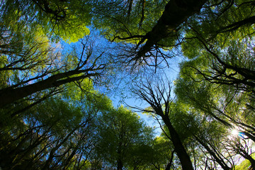 Fresh green leaves in a beech woodland on a sunny spring morning, Cardiff, South Wales, UK. Taken through a fish-eye lens