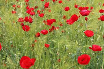Obraz na płótnie Canvas field of poppies
