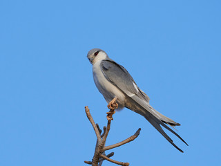 African swallow-tailed kite (Chelictinia riocourii)