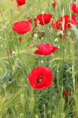 Fototapeta na wymiar field of poppies