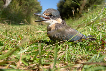 Great Barrier Island: Bird