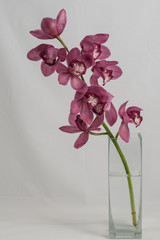 orchidée fleur rouge en couleur dans un pot