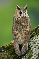 Long Eared Owl (Asio otus) in the Welsh countryside, UK