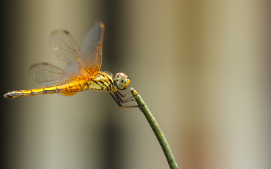 Yellow Dragonfly Hold On A Branch.