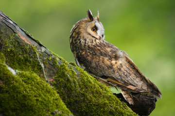 Long Eared Owl (Asio otus) in the Welsh countryside, UK