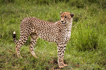 Guepardo en Tanzania
