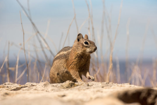 Funny ground squirrel against a soft pastel background of tall grasses