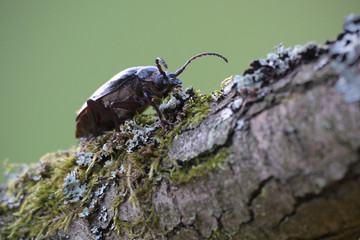 The tanner on branch