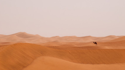 Fototapeta na wymiar Wüste Sahara mit einsamen Kamel - Dromedar