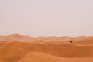 Fototapeta na wymiar Wüstenlandschaft Sahara mit einsamen Dromedar 